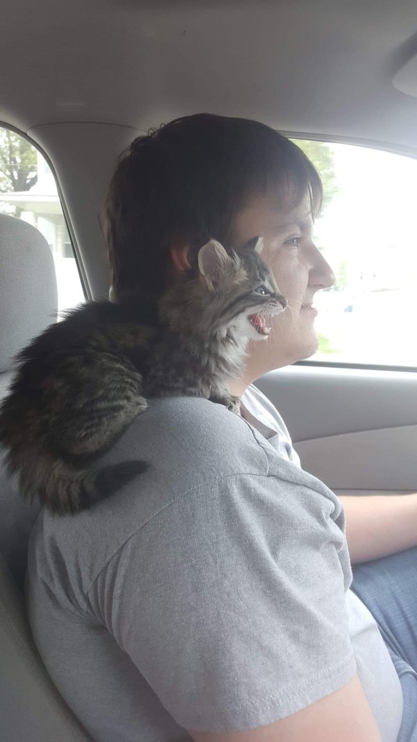 Hilarious Cats (31 pics)