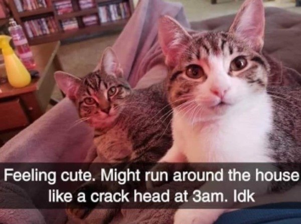 Hilarious Cats (31 pics)
