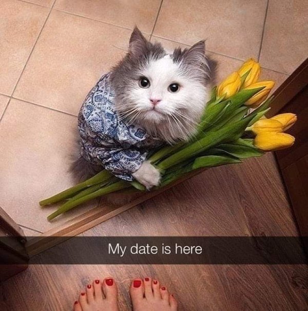 Hilarious Cats (31 pics)