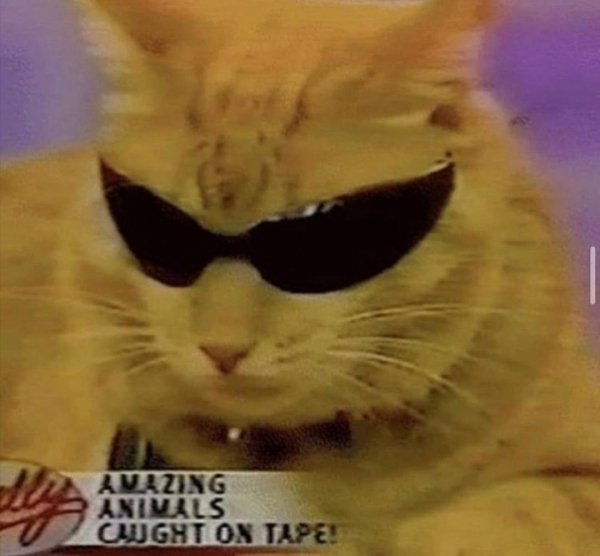 Hilarious Cats (31 pics)