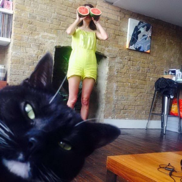 Hilarious Cats (31 pics)