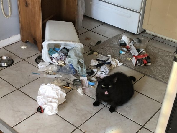 Hilarious Cats (31 pics)