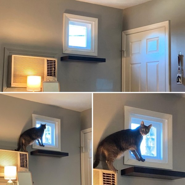 Hilarious Cats (31 pics)