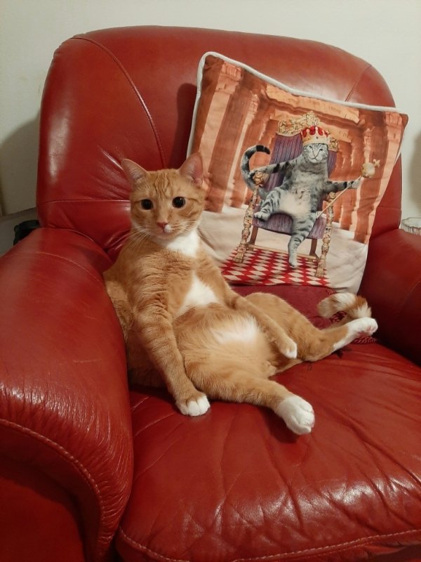 Hilarious Cats (31 pics)