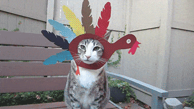 Hilarious Cats (31 pics)