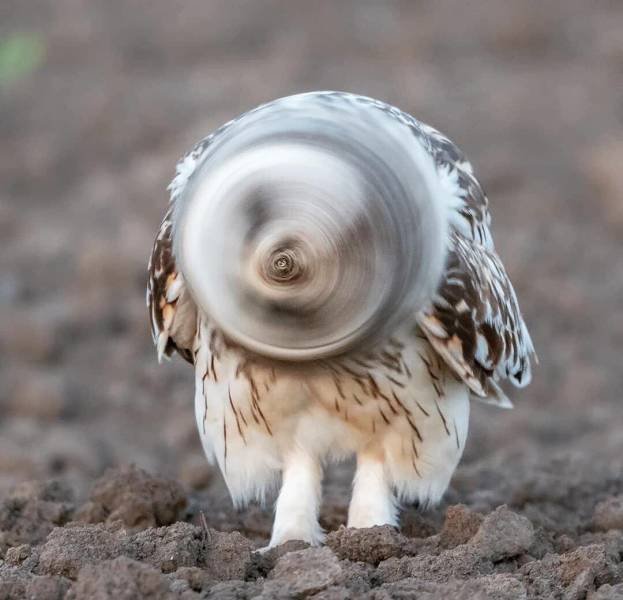 Awesome Photos (55 pics)