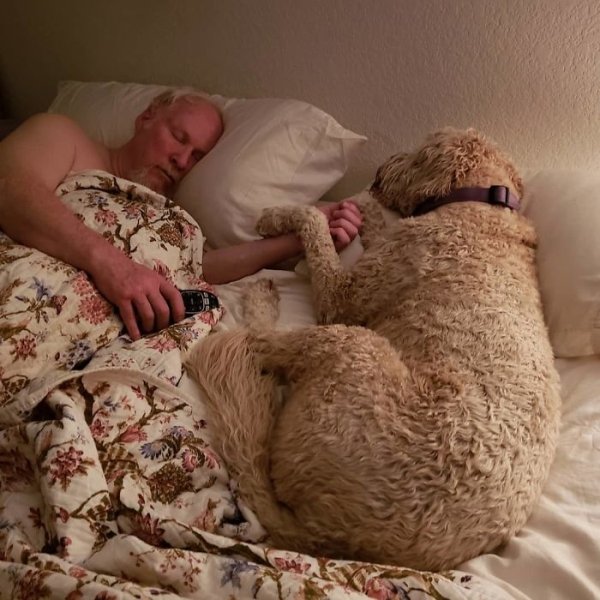 Pets In Beds (29 pics)
