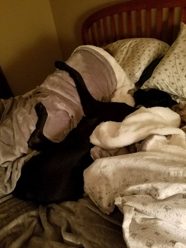 Pets In Beds (29 pics)