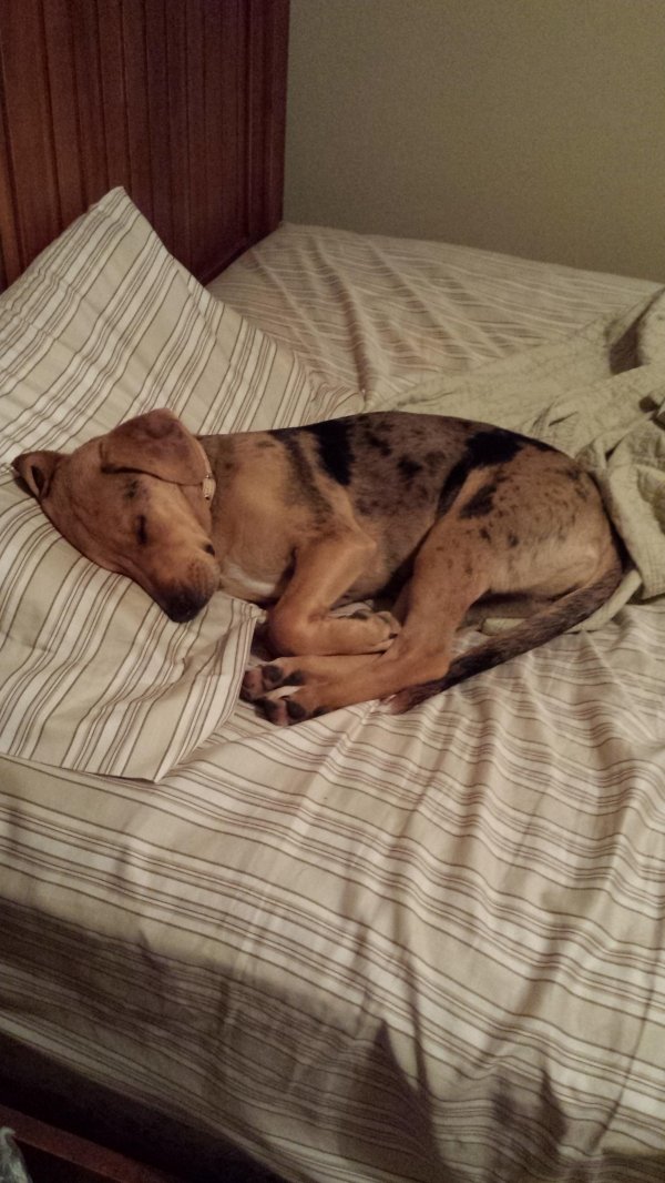 Pets In Beds (29 pics)