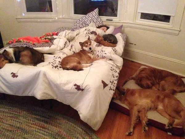 Pets In Beds (29 pics)