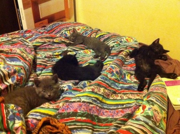 Pets In Beds (29 pics)