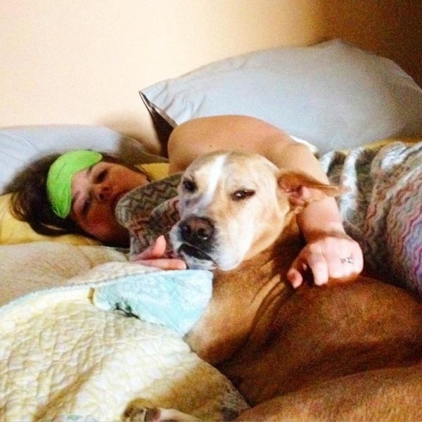 Pets In Beds (29 pics)