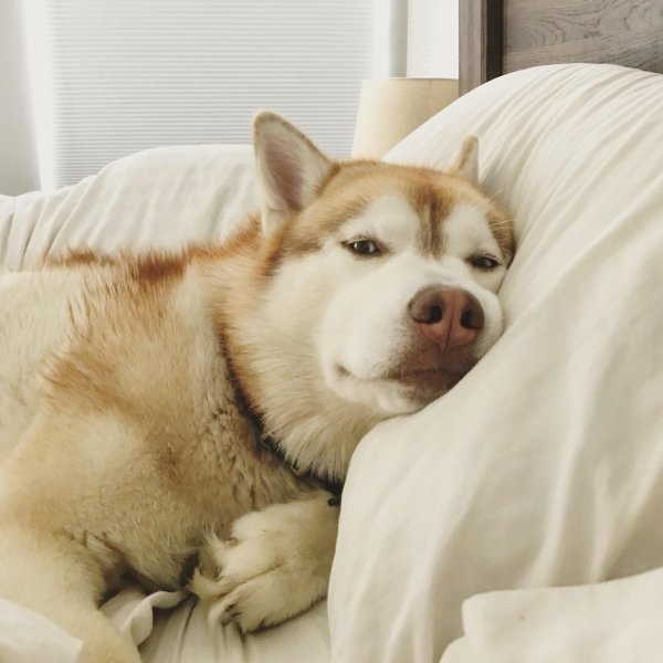 Pets In Beds (29 pics)