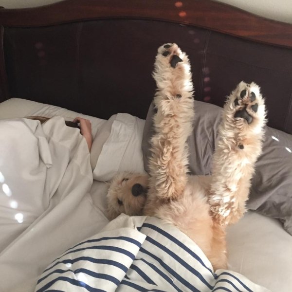 Pets In Beds (29 pics)