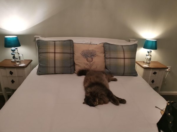 Pets In Beds (29 pics)