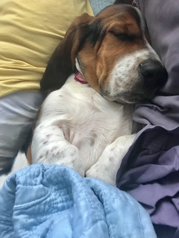 Pets In Beds (29 pics)