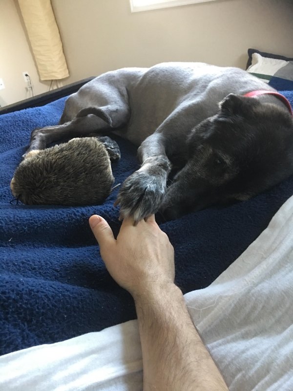 Pets In Beds (29 pics)