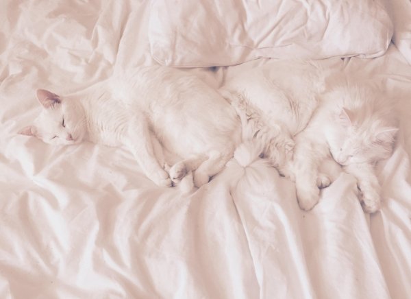 Pets In Beds (29 pics)