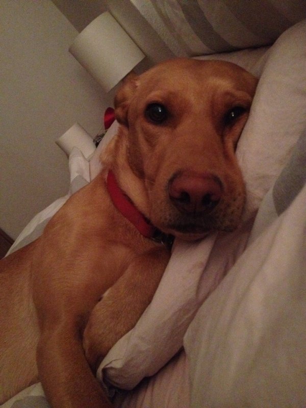 Pets In Beds (29 pics)