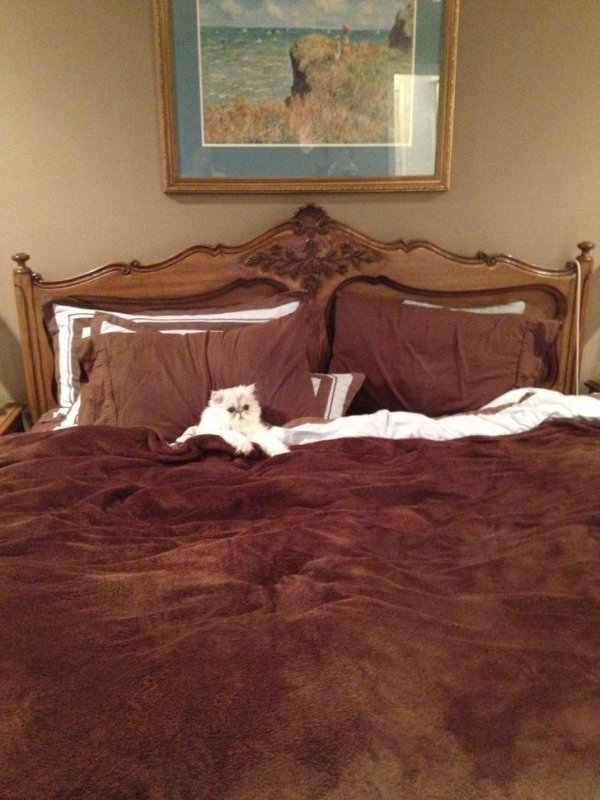 Pets In Beds (29 pics)