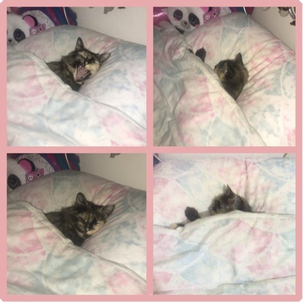 Pets In Beds (29 pics)