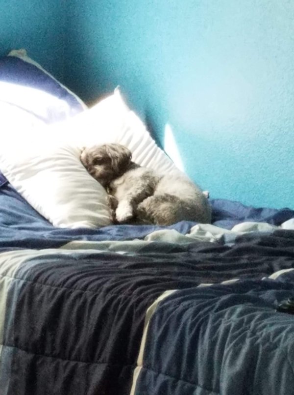 Pets In Beds (29 pics)