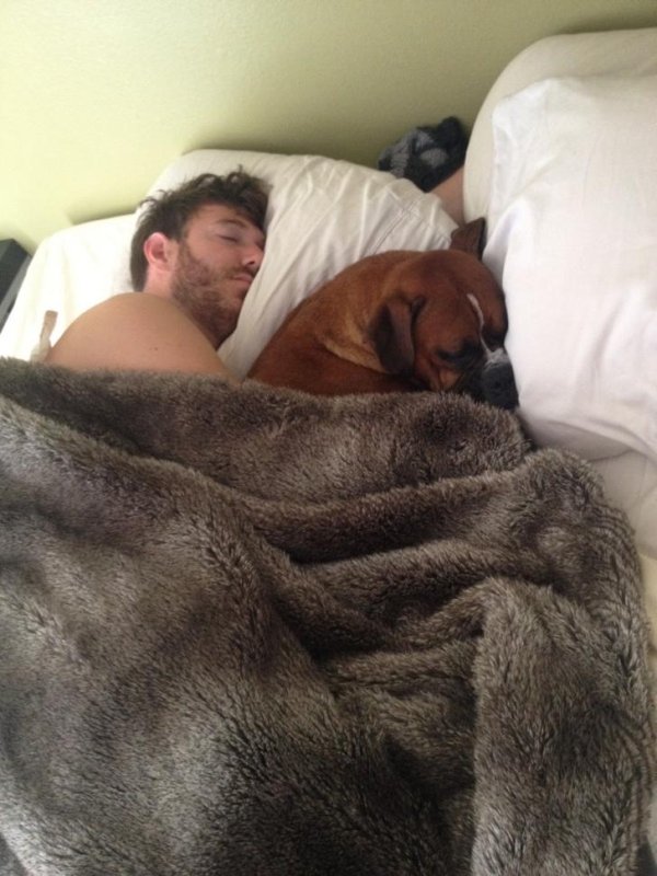 Pets In Beds (29 pics)