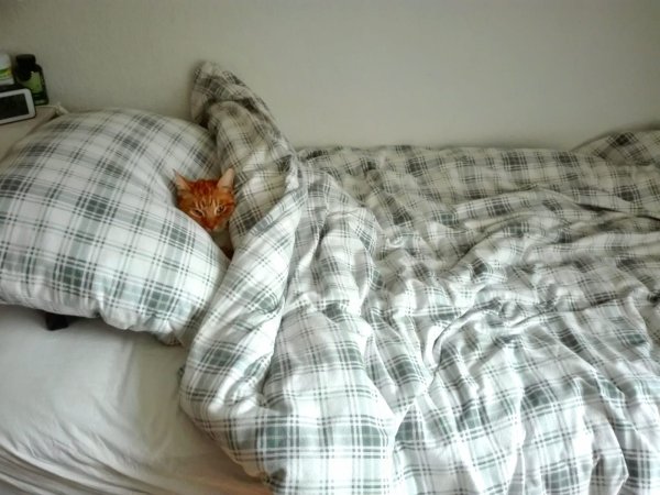 Pets In Beds (29 pics)