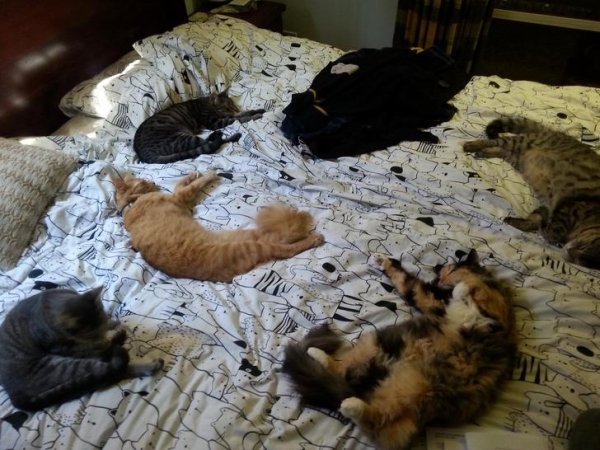 Pets In Beds (29 pics)