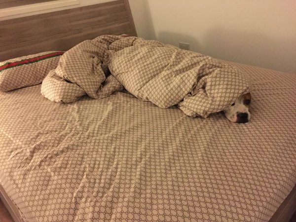 Pets In Beds (29 pics)