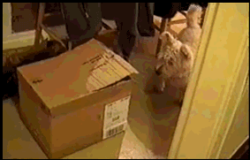 Acid Gifdump, May 11 (25 gifs)