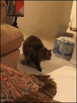 Acid Gifdump, May 11 (25 gifs)
