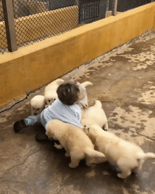 Acid Gifdump, May 11 (25 gifs)