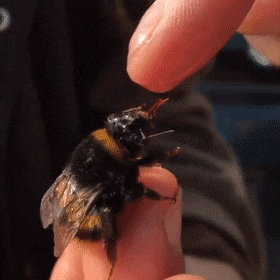 Acid Gifdump, May 11 (25 gifs)