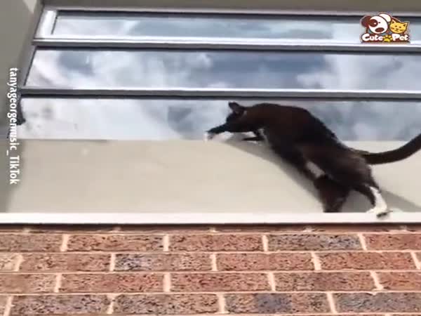 Mission Impossible: Cat Edition