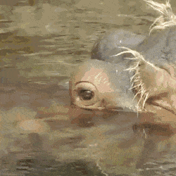Acid Gifdump, May 12 (25 gifs)