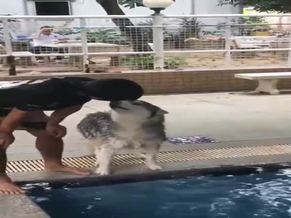 Husky Getting Nervous At His First Swimming Lesson
