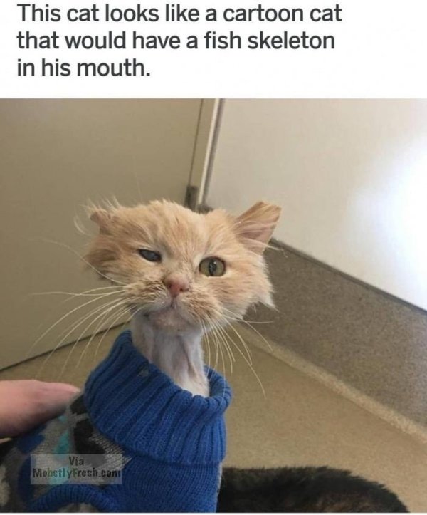 Funny Animals (63 pics)