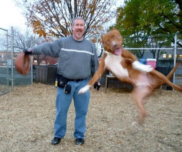 Funny Animals (63 pics)