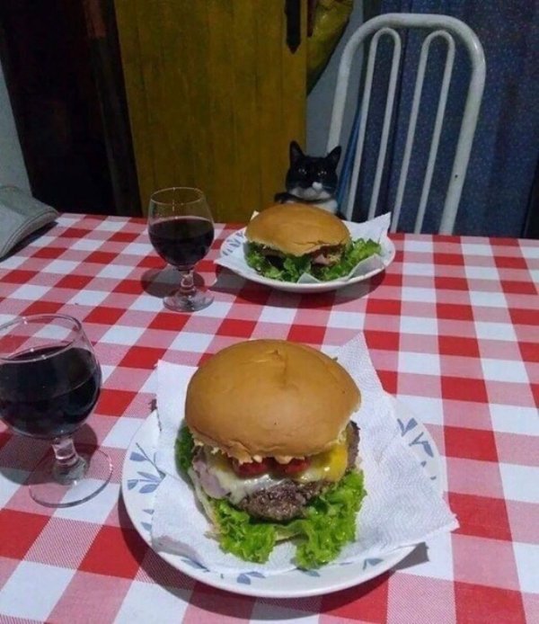 Funny Animals (63 pics)