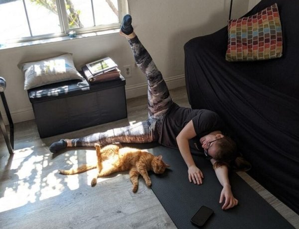 Funny Animals (63 pics)