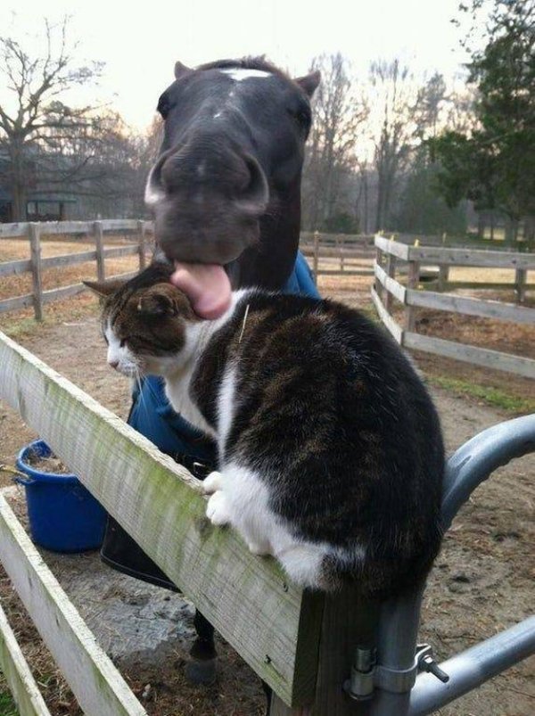 Funny Animals (63 pics)