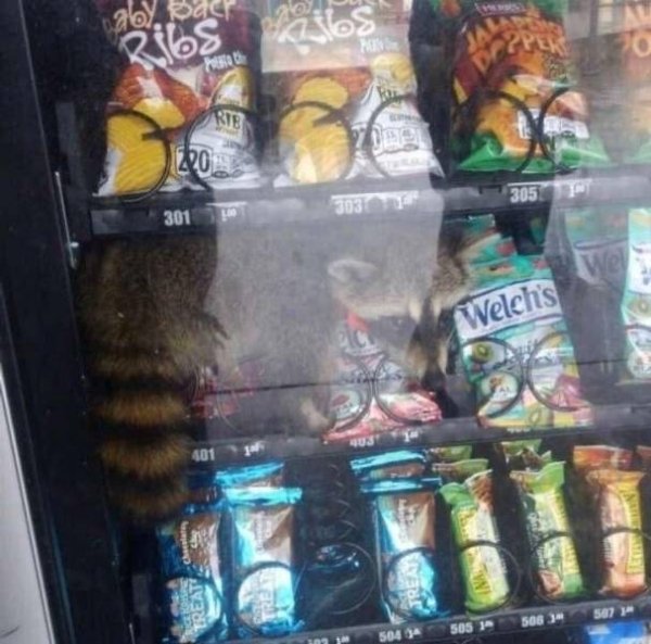 Funny Animals (63 pics)