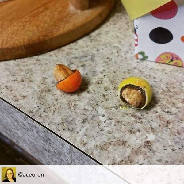 Why Kids Refuse To Eat Their Food (39 pics)