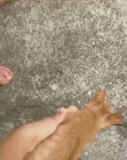 Acid Gifdump, May 14 (25 gifs)