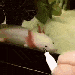 Acid Gifdump, May 14 (25 gifs)
