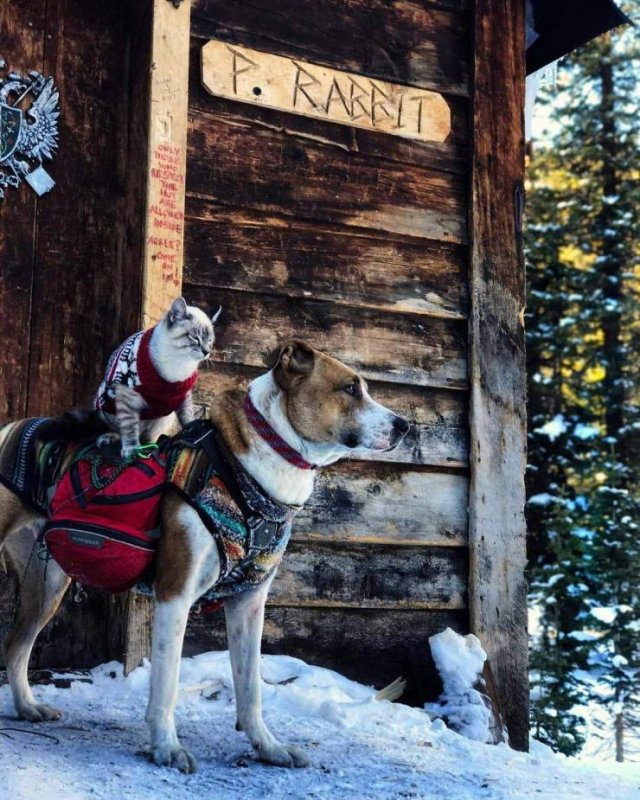 No Words Needed For These Pictures (56 pics)