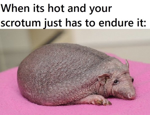 Men Memes (31 pics)