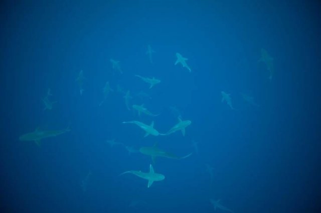 This Is Thalassophobia (29 pics) This Is Thalassophobia (29 pics)