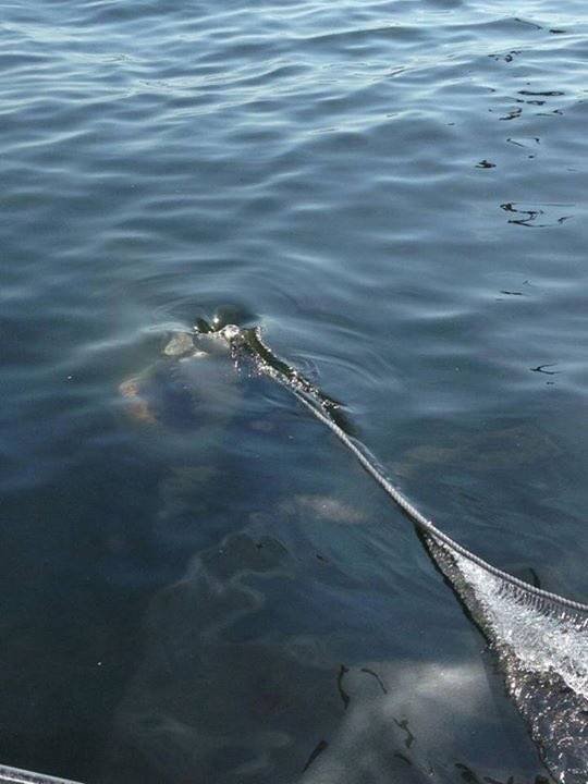 This Is Thalassophobia (29 pics)
